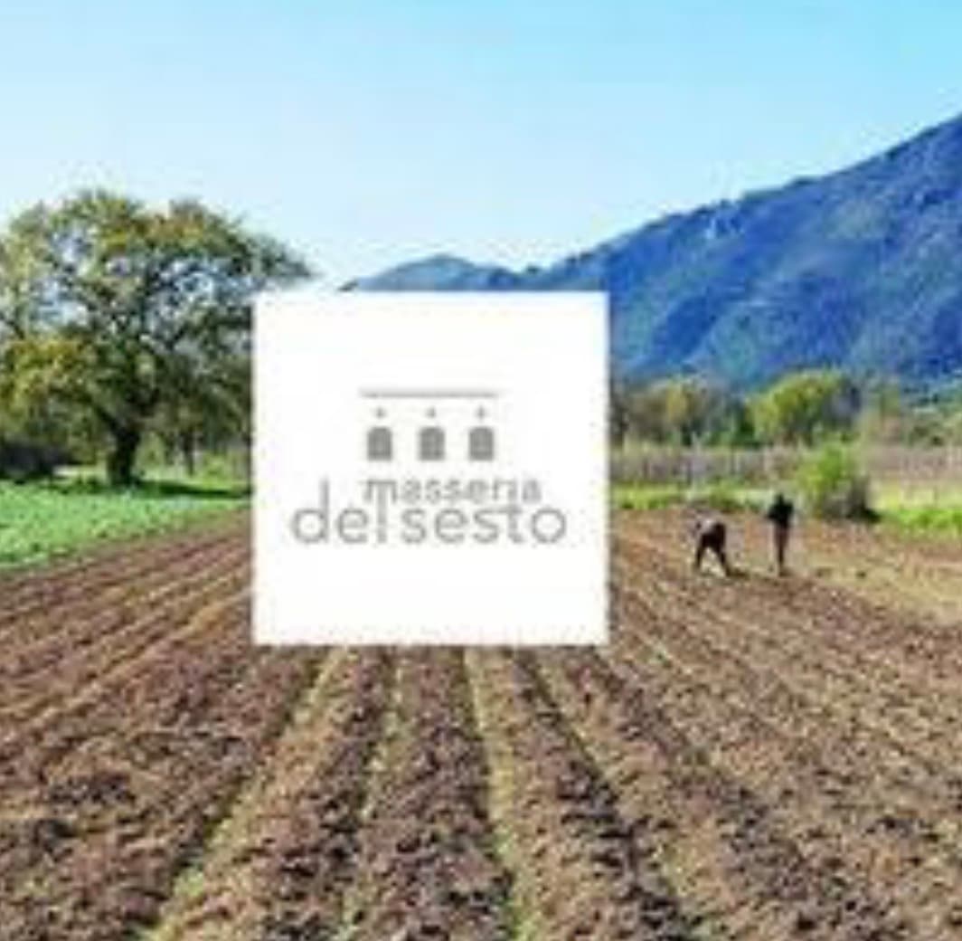 Lupino Gigante di Vairano "Presidio Slow Food" - Masseria del Sesto